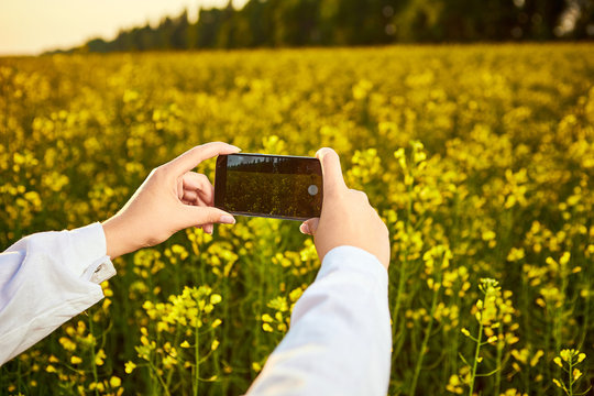 Agronomist woman or farmer inspect quality of canola field and taking photo with mobile phone