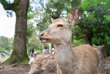 日本の観光地 / 奈良公園にいる鹿の写真