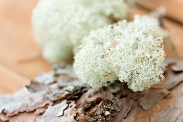 nature, environment and botany - close up of reindeer lichen moss on pine tree bark