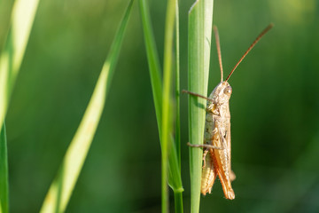 Grasshopper was sitting in the grass