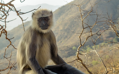 Gray langur, sacred langurs