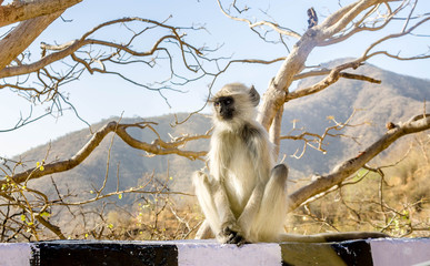 Gray langur, sacred langurs