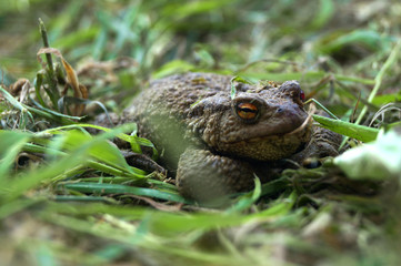 Earthen toad in the grass.