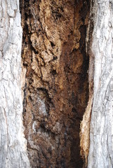 Hollow Tree Trunk, Rustic Wood Background
