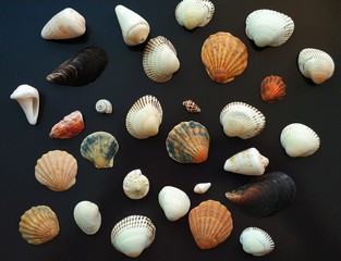 seashells on a background