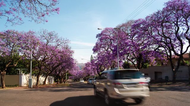 Static timelapse of busy intersection during peak traffic in Pretoria city centre, late afternoon with blooming jacaranda trees in golden sunlight 25p.