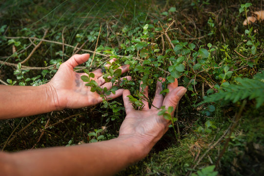 Experience the forest while bathing in the forest (Shinrin Yoku) with all her senses. A 50 year old woman is tasting wild herbs in the forest. The sun shines through the leaves. Atmospheric.