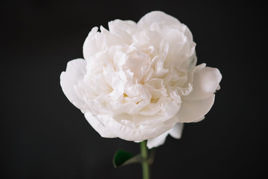 Beautiful blossoming single white Peony flower on the black background, close up view