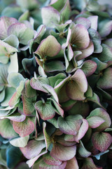 Fototapeta premium Stunning antique blue Hydrangea flower vertical texture, close up view