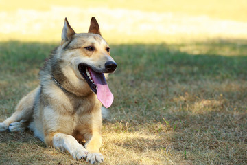 Dog breed West Siberian Laika