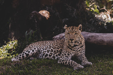 leopard resting under tree shadow