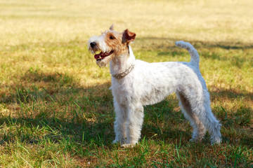 Dog breed Fox Terrier
