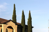 Poplar trees with Roof front facde of suburban home