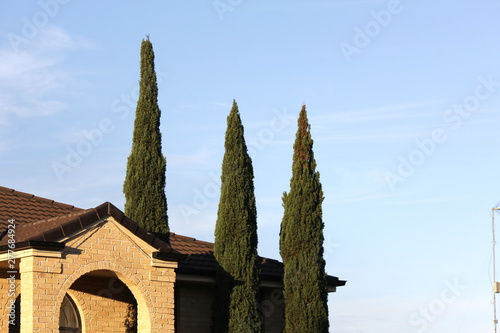 Poplar trees with Roof front facde of suburban home