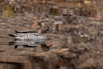 Australian Wood Duck female in a small pond