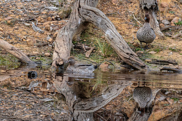Australian Wood Ducks in a small pond