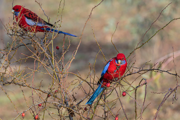 Crimson Rosellas eating food