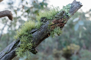 Old Man’s Beard lichen on a tree