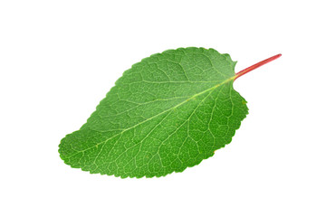 apricot leaf isolated on a white background