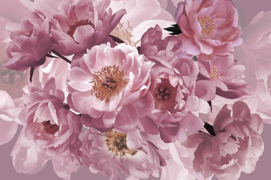 Luxury background. Bouquet of pink garden flowers peonies close-up.
