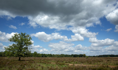 Panorama National Park Dwingelderveld Netherlands. Heather fields Drente