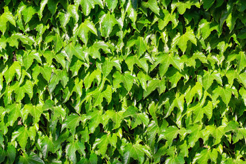 Large leaves of green creepers covering the entire photo