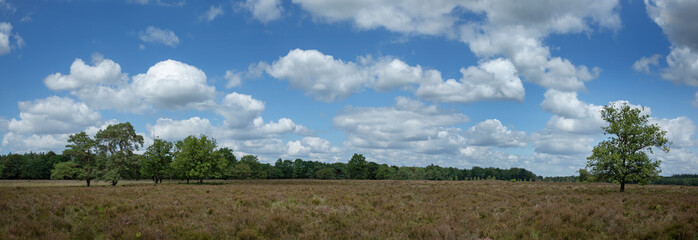 Panorama National Park Dwingelderveld Netherlands. Heather fields Drente