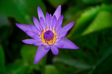 purple water lily flower in summer blooming in pond with green leave nature background