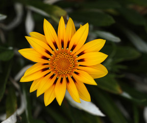 Blühende Gazanie in einem Garten