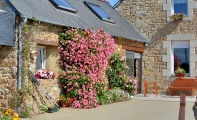 Fototapeta na wymiar Fleurs aux printemps en Bretagne