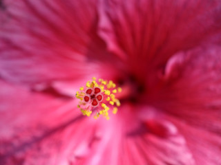 Hibiskus Blüte