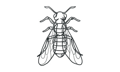 Vector lineart illustration of honey bee on white background, hand drawn bee insect sketch