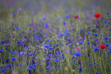 Cornflowers and poppies field background