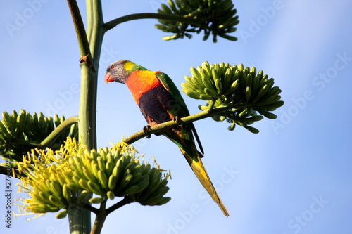 Australian Rainbow Lorikeet