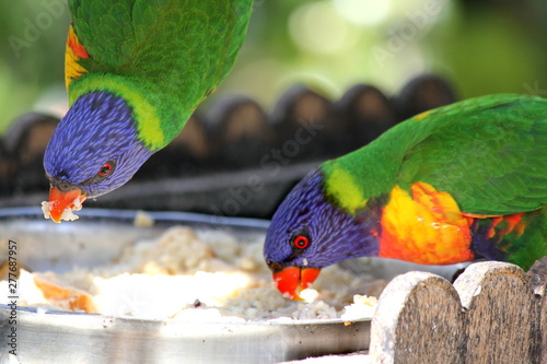 Close up of two Australian Rainbow Lorikeets feeding in a backyard garden