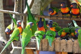 Feedubg Frenzy Australian Rainbow Lorkeets feasting in a backyard garden