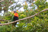 Single Australian Rainbow Lorkeet sitting on a branch