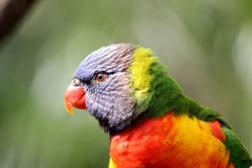 Portrait of an Australian Rainbow Lorikeet