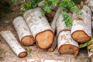 Pile of logs before firewood