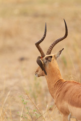 Male Impala in South Africa	