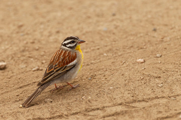 Golden Breasted Bunting in South Africa