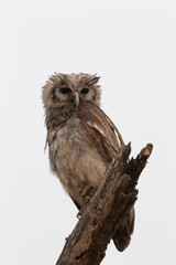 Pearl Spotted Owlet against cloudy morning sky