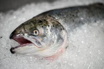Fresh fish on ice in market just watching you before you buy them