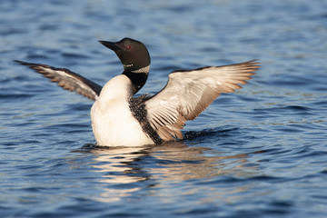 Common Loon or Diver on a Lake in Northern Michigan USA