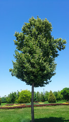 Linden or latin Tilia in its natural environment.