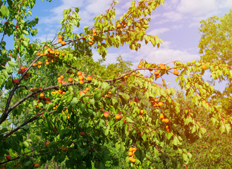Fototapeta na wymiar Apricots on the tree. The summer crop