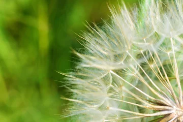 Fototapete Closeup of dandelion flower. Macro © nastasenika