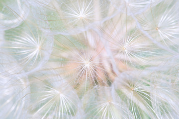 Closeup of dandelion flower. Macro