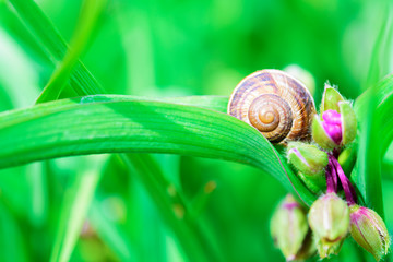 Snail shell on green leaf close up