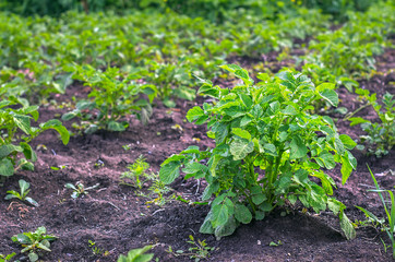 Rows of Green Potato Plants Growing at Organic Farm.